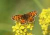 Melitaea athalia celadussa
